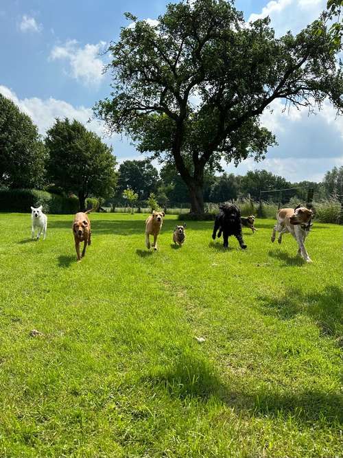 Hundeauslaufgebiet-Pedros Dogs Dogwalk I Hundetraining-Bild