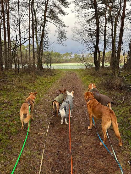 Hundeauslaufgebiet-PedrosDogs Dogwalk-Bild