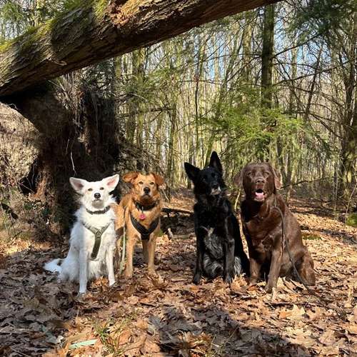 Hundeauslaufgebiet-Pedros Dogs Dogwalk I Hundetraining-Bild