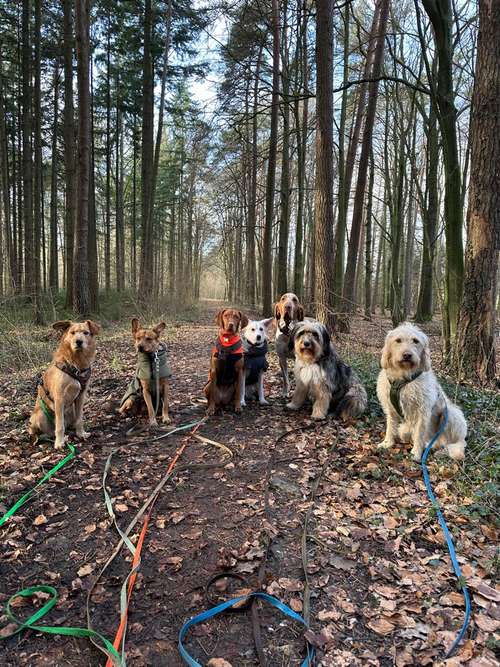 Hundeauslaufgebiet-Pedros Dogs Dogwalk I Hundetraining-Bild