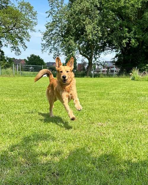 Hundeauslaufgebiet-Pedros Dogs Dogwalk I Hundetraining-Bild