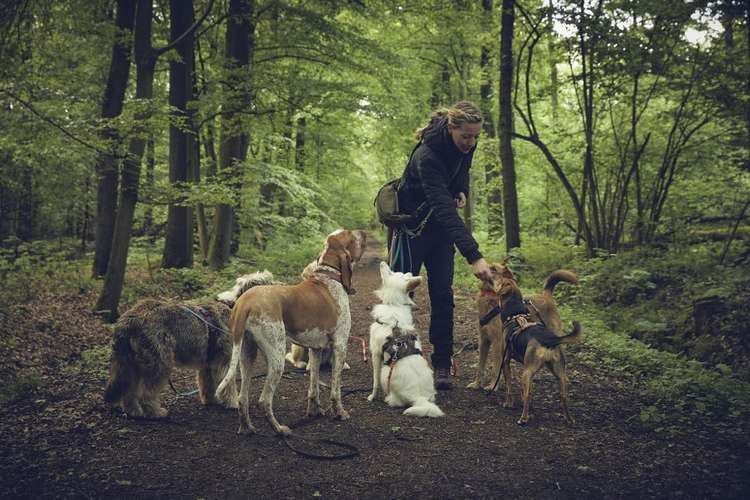 Hundeauslaufgebiet-Pedros Dogs Dogwalk I Hundetraining-Bild