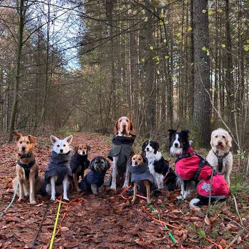 Hundeauslaufgebiet-Pedros Dogs Dogwalk I Hundetraining-Bild