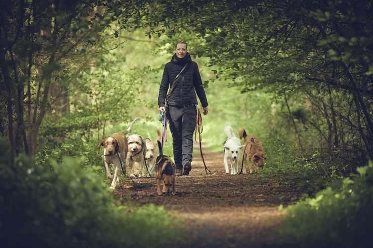 Hundeauslaufgebiet-Pedros Dogs Dogwalk I Hundetraining-Bild