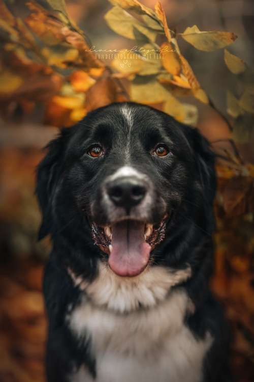 Hundeauslaufgebiet-Olivias Pfotografie-Bild