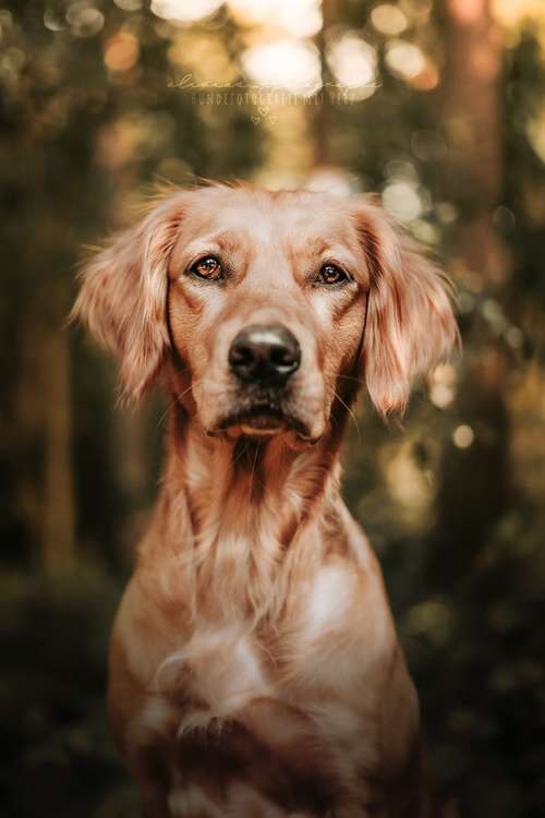 Hundeauslaufgebiet-Olivias Pfotografie-Bild