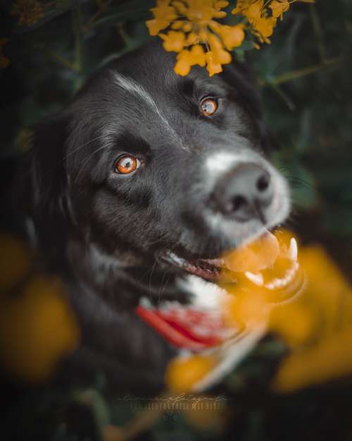 Hundeauslaufgebiet-Olivias Pfotografie-Bild