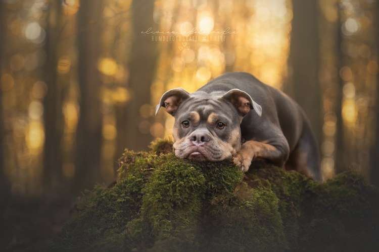 Hundeauslaufgebiet-Olivias Pfotografie-Bild