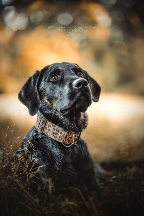 Hundeauslaufgebiet-Olivias Pfotografie-Bild