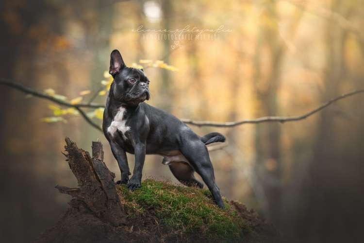 Hundeauslaufgebiet-Olivias Pfotografie-Bild