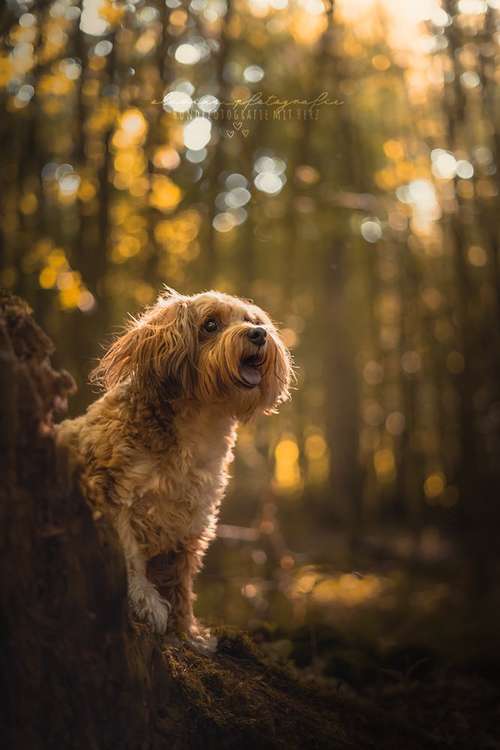 Hundeauslaufgebiet-Olivias Pfotografie-Bild