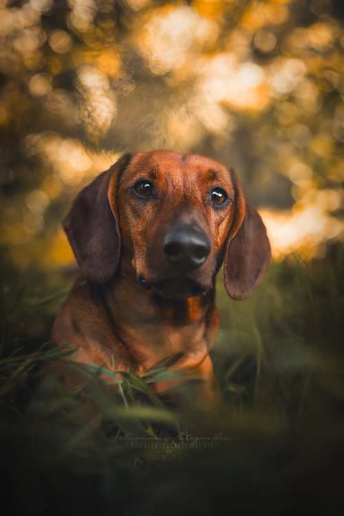 Hundeauslaufgebiet-Olivias Pfotografie-Bild