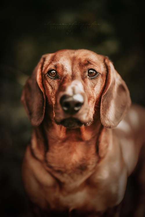 Hundeauslaufgebiet-Olivias Pfotografie-Bild