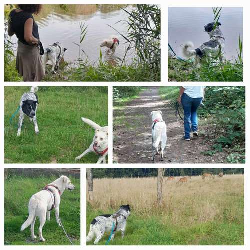 Hundeauslaufgebiet-Christine Kappes - individuelles Hundetraining -Bild