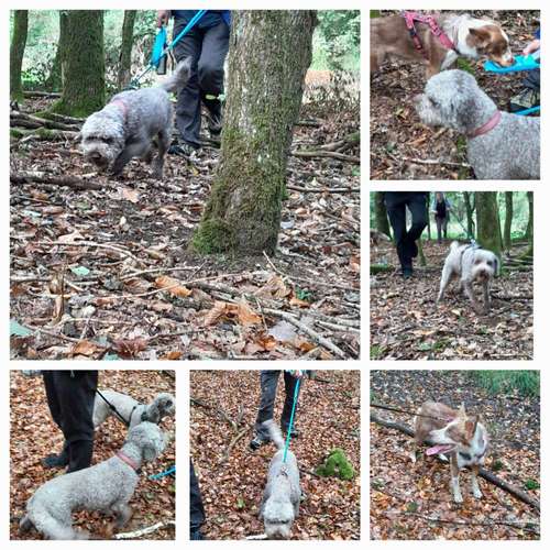Hundeauslaufgebiet-Christine Kappes - individuelles Hundetraining -Bild