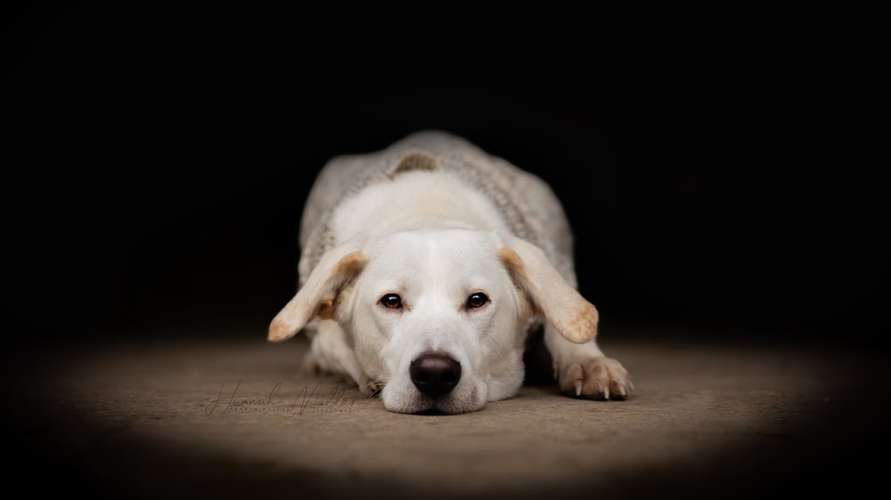 Hundeauslaufgebiet-Fotografie Hannah Müller-Bild