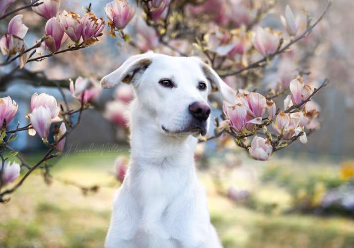 Hundeauslaufgebiet-Fotografie Hannah Müller-Bild