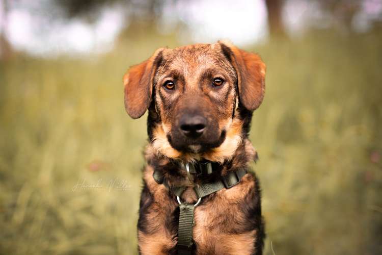 Hundeauslaufgebiet-Fotografie Hannah Müller-Bild