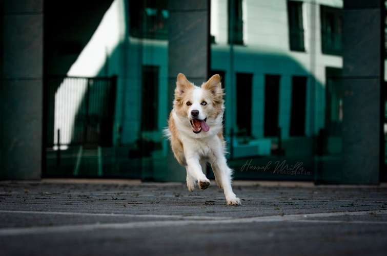 Hundeauslaufgebiet-Fotografie Hannah Müller-Bild