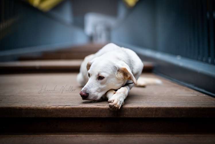 Hundeauslaufgebiet-Fotografie Hannah Müller-Bild