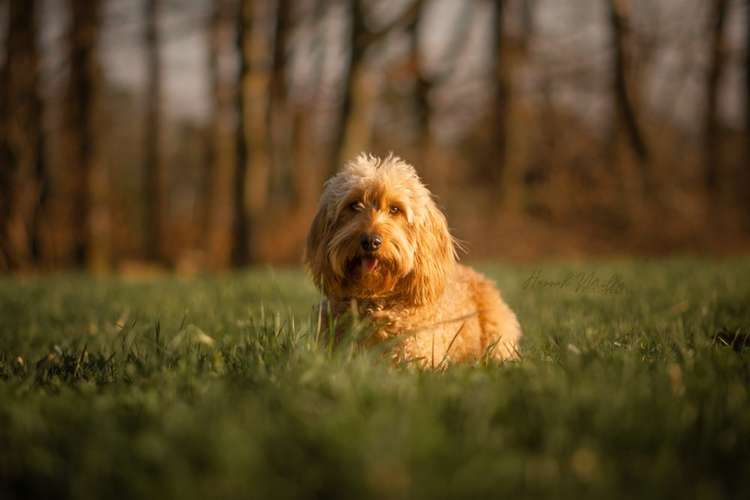 Hundeauslaufgebiet-Fotografie Hannah Müller-Bild