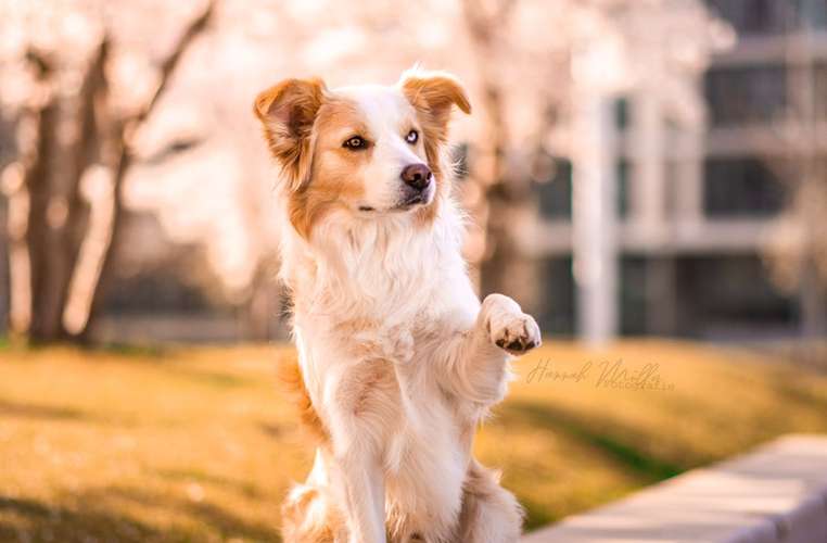 Hundeauslaufgebiet-Fotografie Hannah Müller-Bild