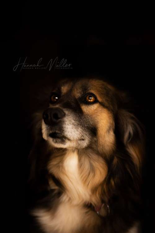 Hundeauslaufgebiet-Fotografie Hannah Müller-Bild