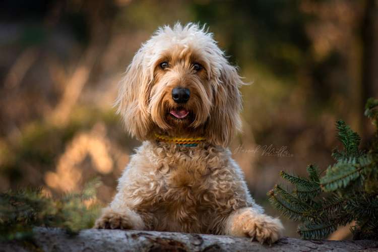 Hundeauslaufgebiet-Fotografie Hannah Müller-Bild