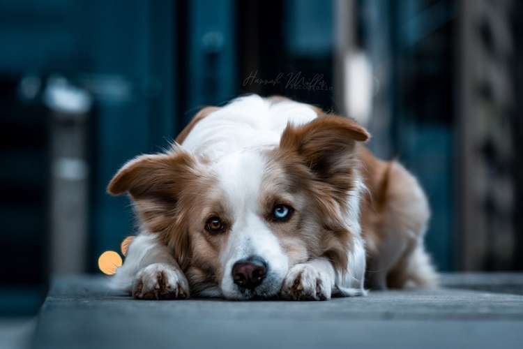 Hundeauslaufgebiet-Fotografie Hannah Müller-Bild