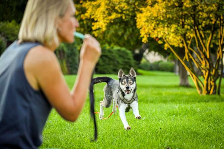 Hundeauslaufgebiet-Martin Rütter Hundeschule Ingolstadt & Dachau-Bild