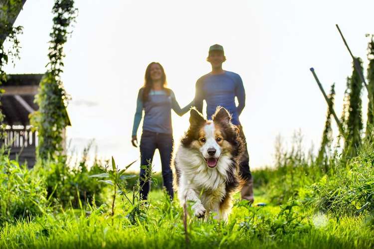 Hundeauslaufgebiet-Martin Rütter Hundeschule Ingolstadt & Dachau-Bild