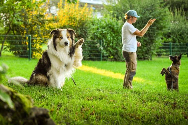 Hundeauslaufgebiet-Martin Rütter Hundeschule Ingolstadt & Dachau-Bild