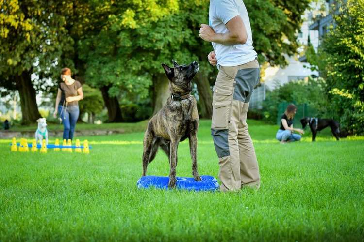 Hundeauslaufgebiet-Martin Rütter Hundeschule Ingolstadt & Dachau-Bild