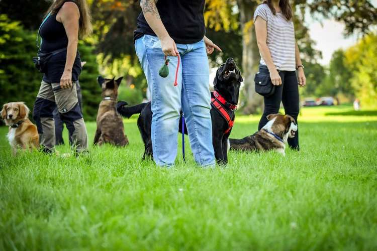 Hundeauslaufgebiet-Martin Rütter Hundeschule Ingolstadt & Dachau-Bild