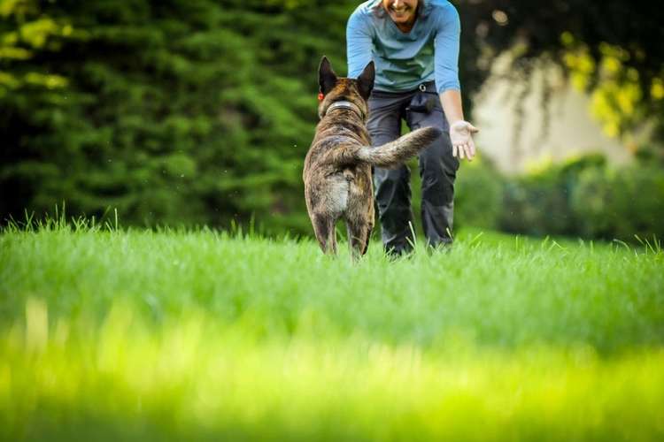 Hundeauslaufgebiet-Martin Rütter Hundeschule Ingolstadt & Dachau-Bild