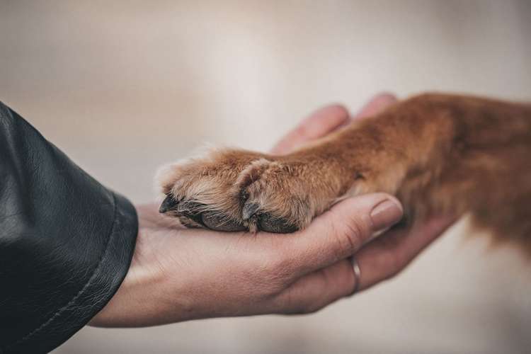 Hundeauslaufgebiet-Pawtners in Crime Hundetraining - Inhaber Sabine Strzelczyk-Bild