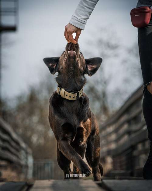 Hundeauslaufgebiet-NatureBark-Bild