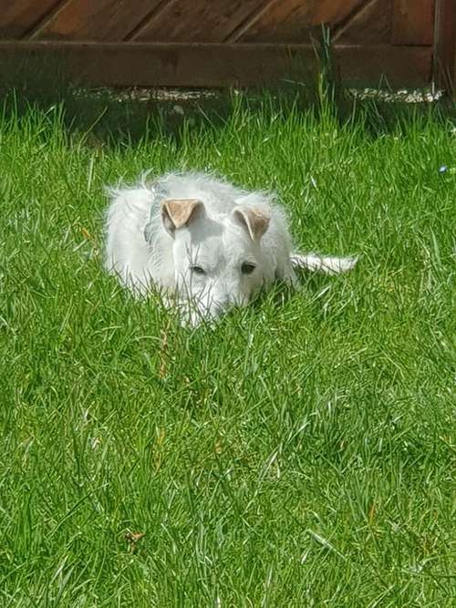 Hundeauslaufgebiet-Dr. Kordula Roser-Bild