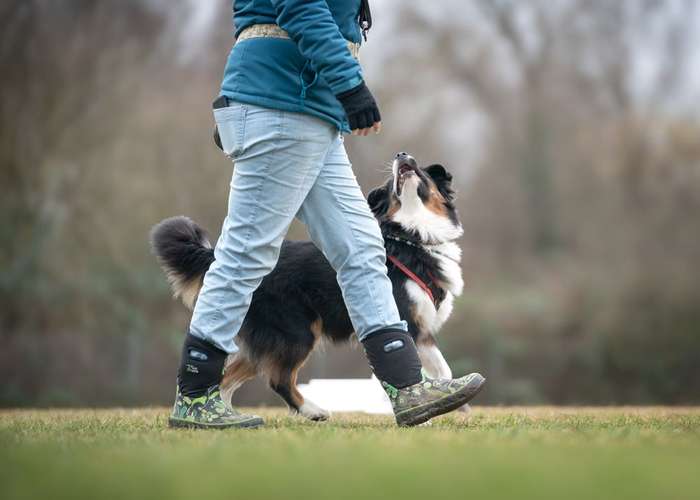 Hundeauslaufgebiet-PHV Karlsruhe-Bild