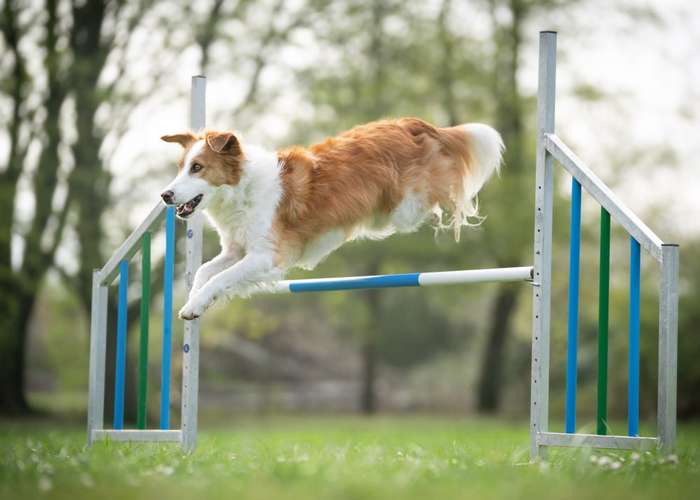 Hundeauslaufgebiet-PHV Karlsruhe-Bild