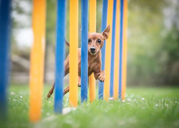 Hundeauslaufgebiet-PHV Karlsruhe-Bild