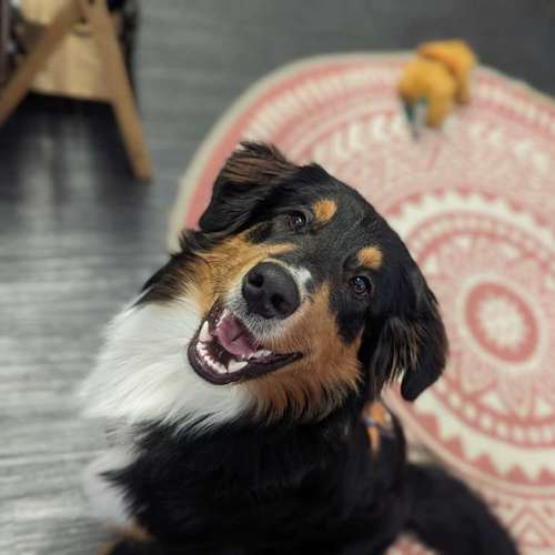 Hundeauslaufgebiet-Hundsgemütlich-Bild