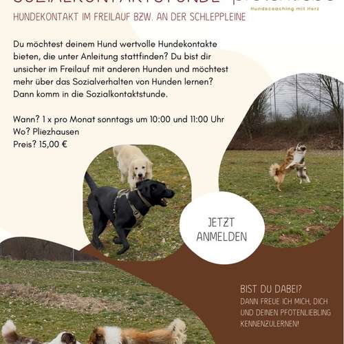 Hundeauslaufgebiet-Pfotenliebe Hundecoaching-Bild