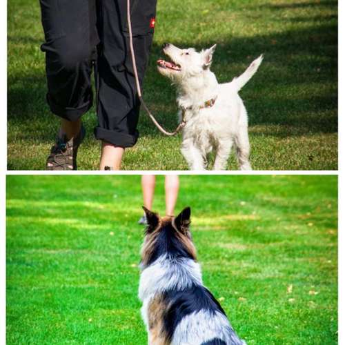 Hundeauslaufgebiet-Hundeschule FFB u. Umgebung-Bild