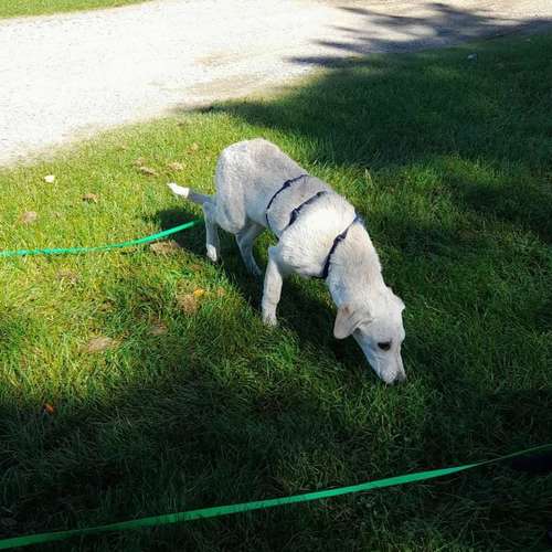 Hundeauslaufgebiet-Hundetraining & Katzenverhaltensberatung FFB-Bild