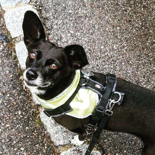 Hundeauslaufgebiet-Hundeschule FFB u. Umgebung-Bild