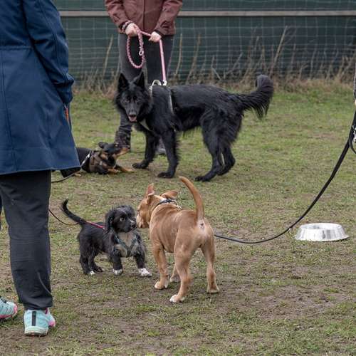 Hundeauslaufgebiet-Hundeschule Yvi's Pfotentreff-Bild