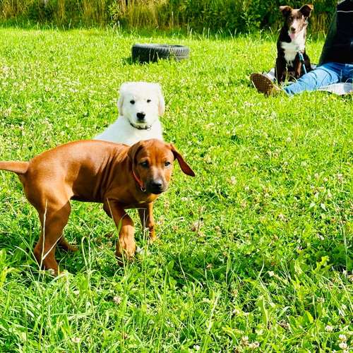 Hundeauslaufgebiet-Hundeschule Yvi's Pfotentreff-Bild
