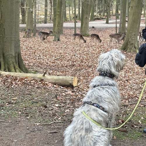 Hundeauslaufgebiet-Hundeschule Yvi's Pfotentreff-Bild