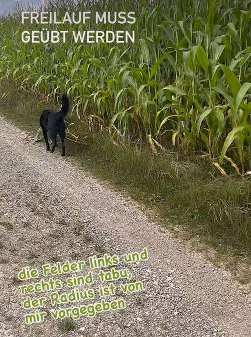 Hundeauslaufgebiet-Schnauzen & Gefährten-Bild